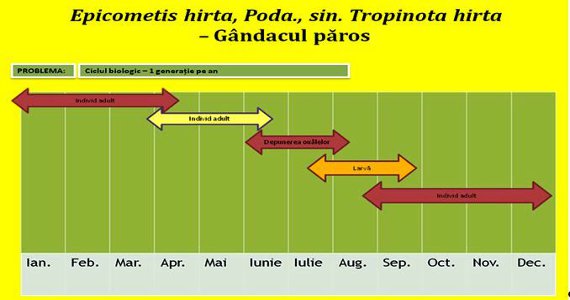 Gândacul păros la rapita